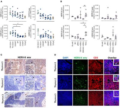 Expression of Human Endogenous Retroviruses in the Human Thymus Along T Cell Development